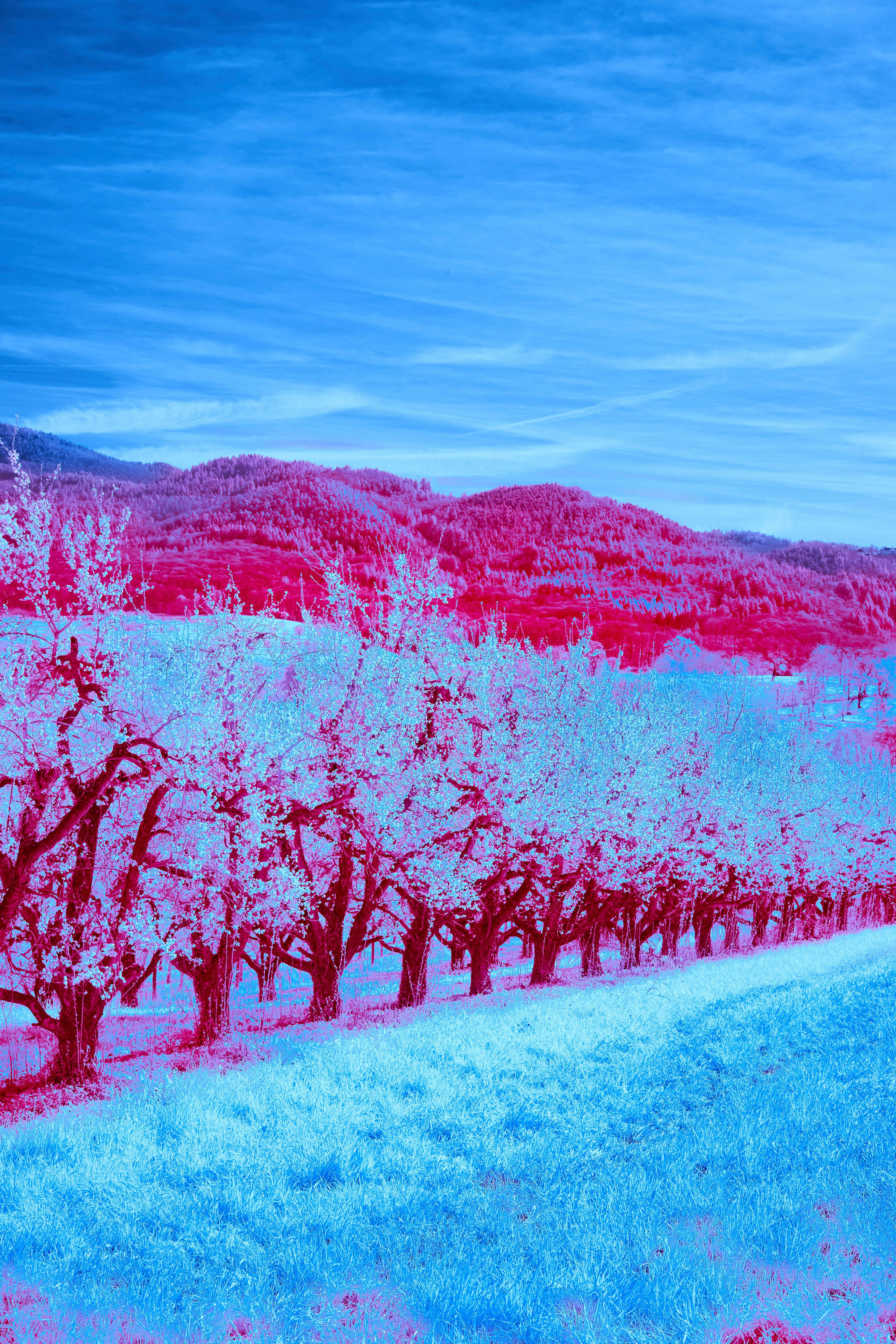 Photo by wolfgang_hasselmann