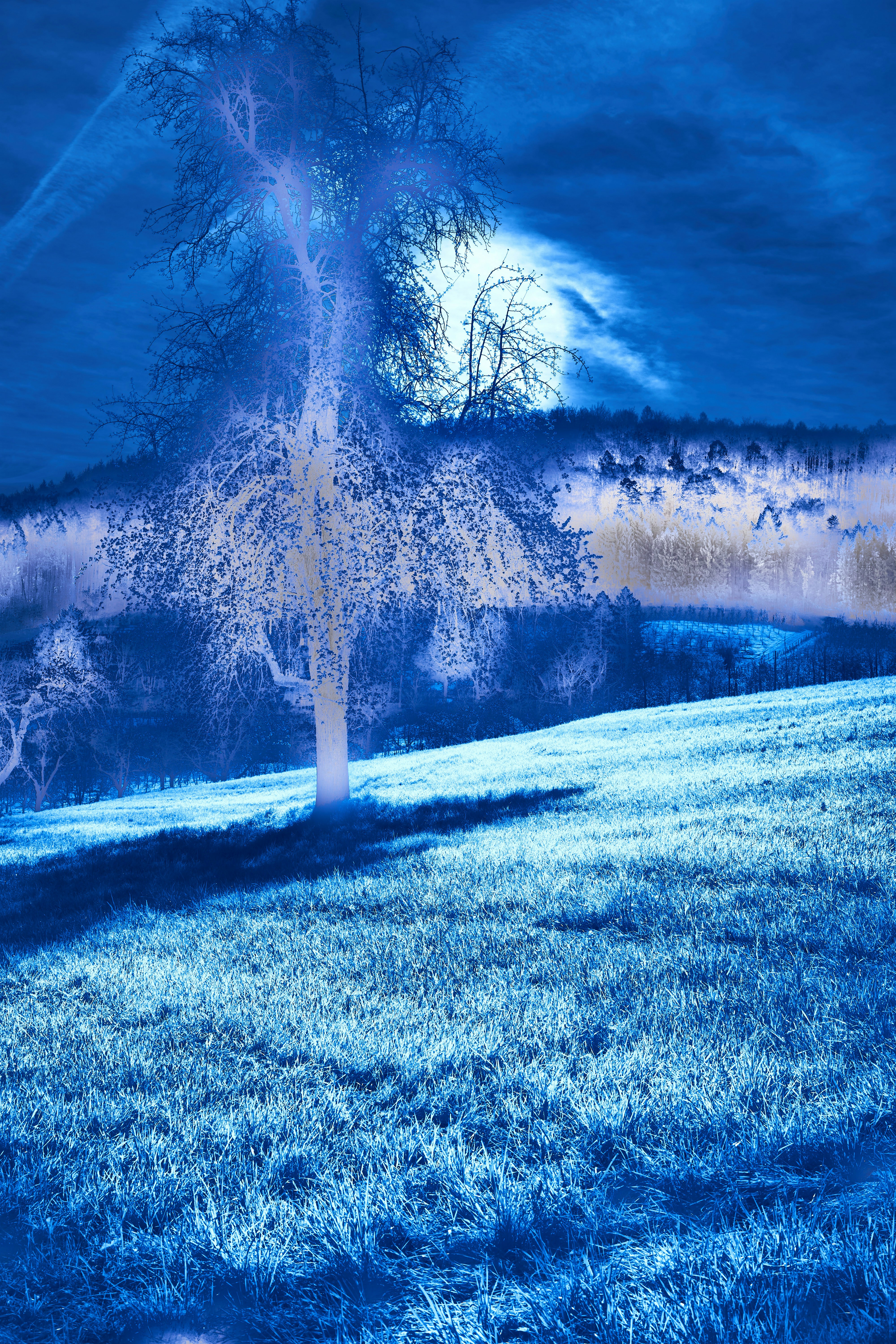 Photo by wolfgang_hasselmann