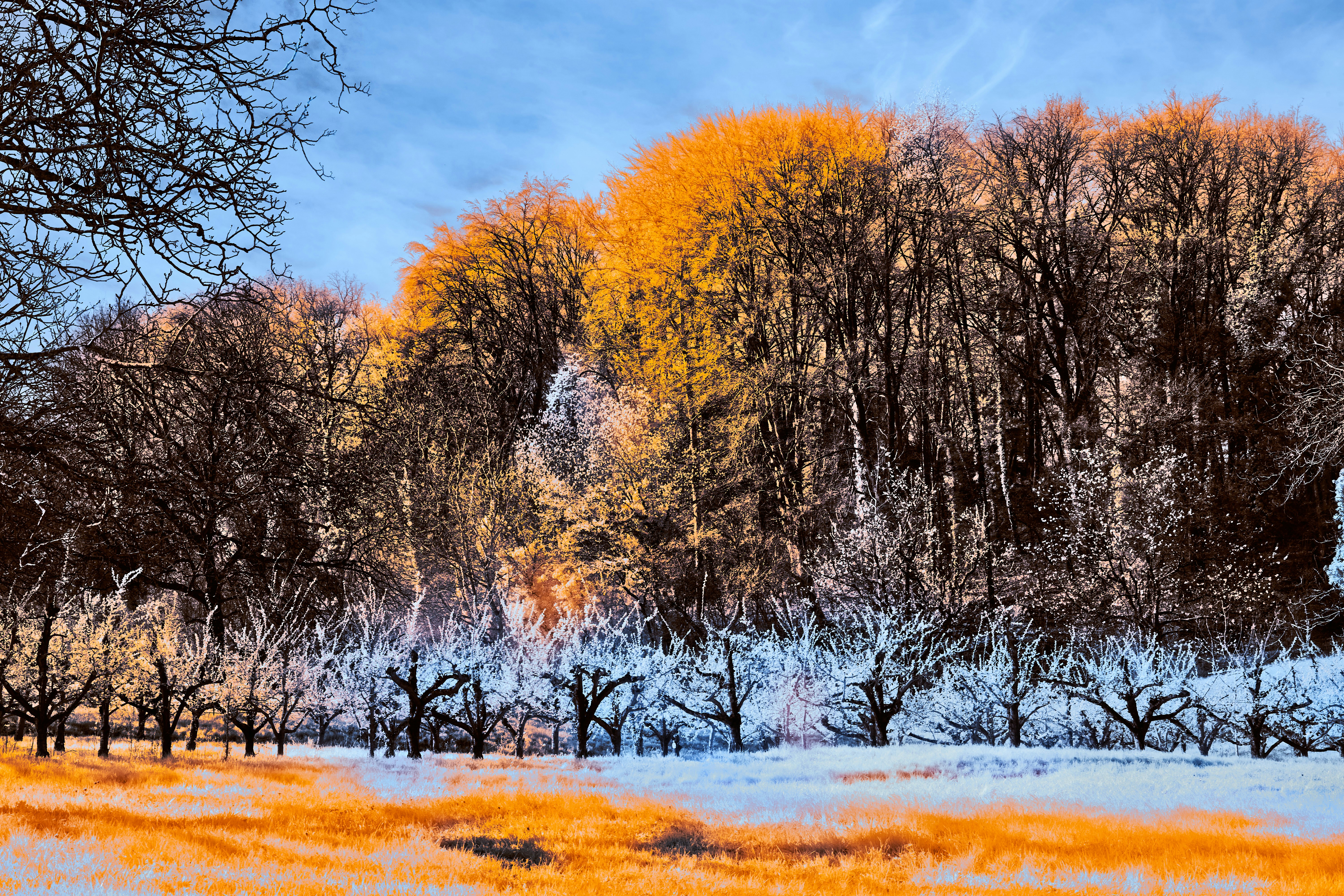 Photo by wolfgang_hasselmann