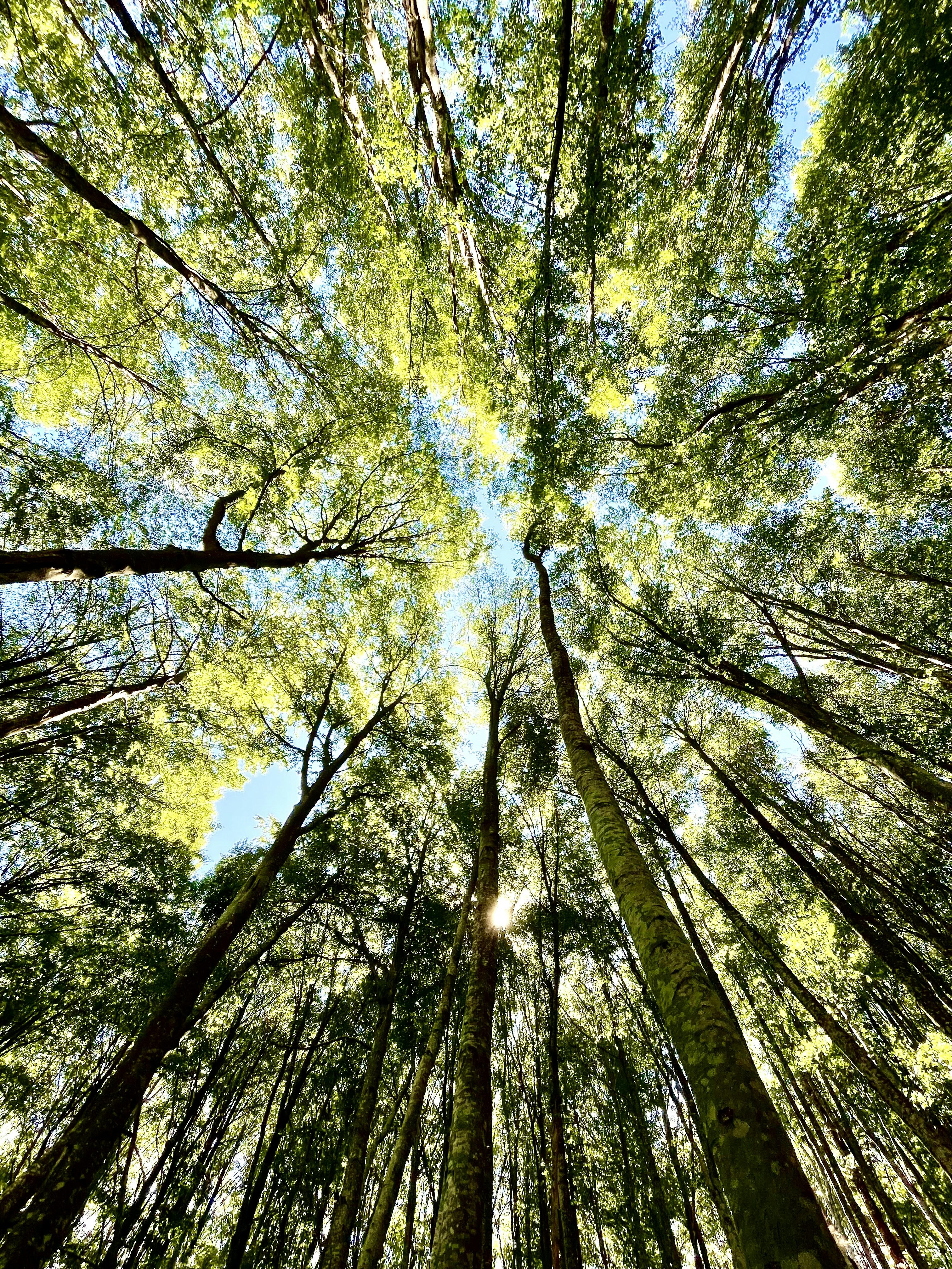 looking up at the tops of tall trees in a forest