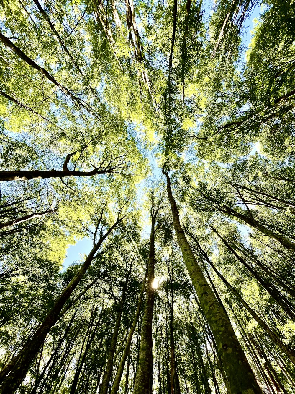 Blick auf die Wipfel hoher Bäume in einem Wald