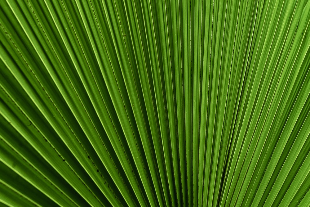 a close up of a green palm leaf