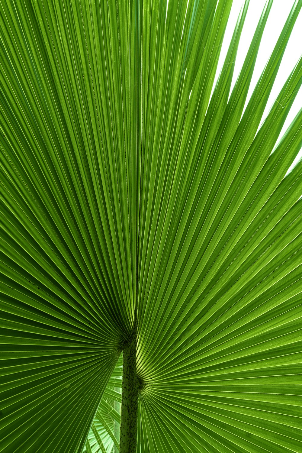 a close up of a green palm leaf