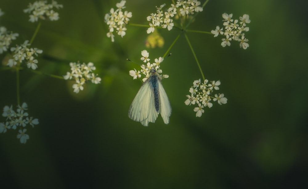 a close up of a flower with a butterfly on it