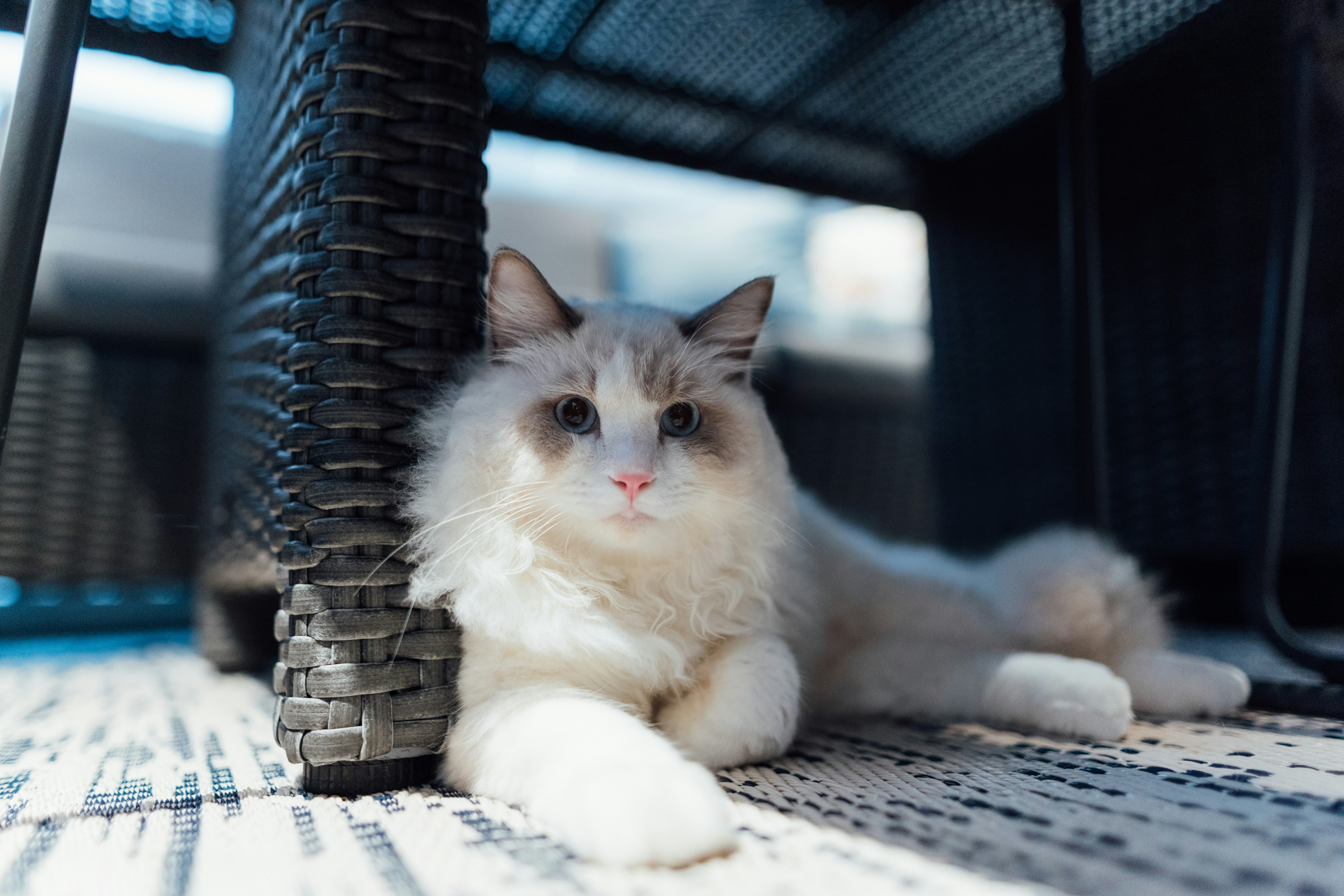 a fluffy white cat laying under a chair