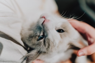 A touching photo of a cat being cuddled by a loving family.