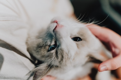 A gentle cat being comforted by a volunteer inside the rescue center.