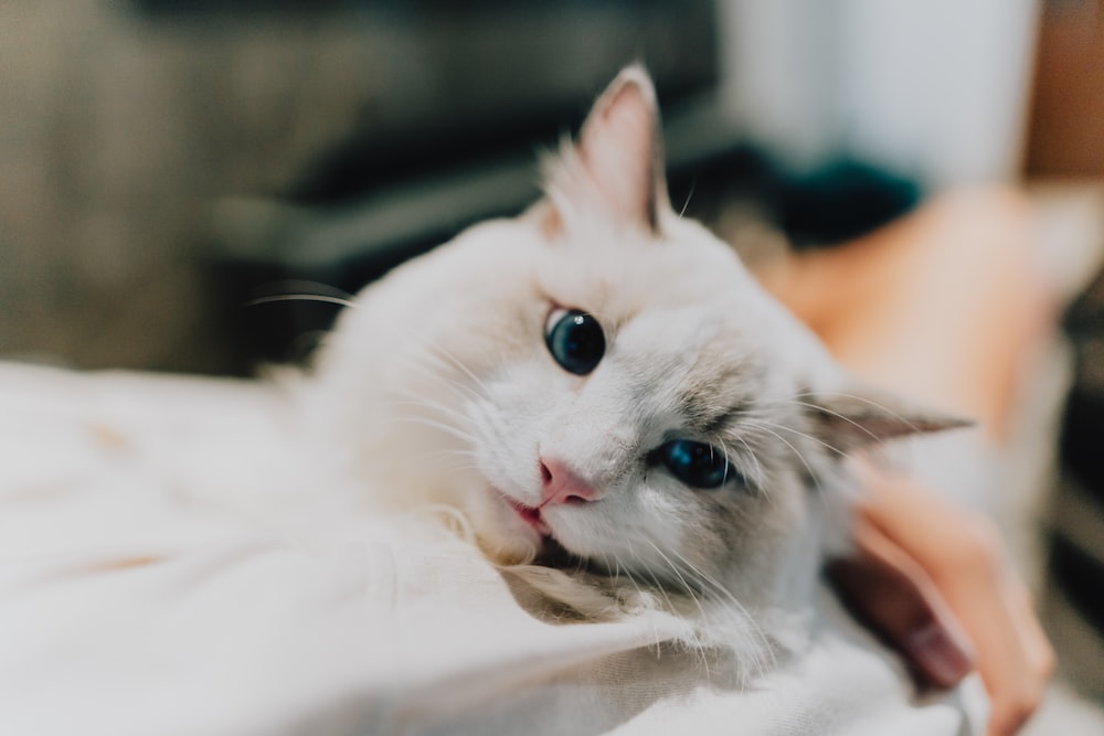 a close up of a cat laying on a bed