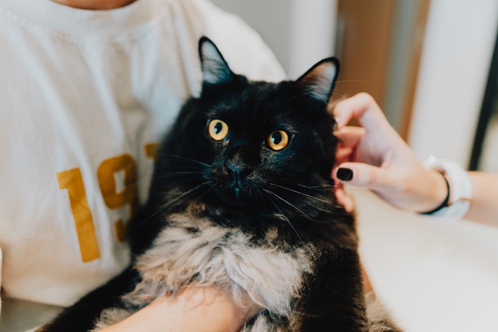a black cat being petted by a person