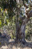 A large, mature eucalyptus tree with a textured, mottled trunk stands amidst a dry, grassy area. The foreground features hanging eucalyptus leaves, partially in shadow, while the background displays a mix of trees and undergrowth.