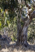 A large, mature eucalyptus tree with a textured, mottled trunk stands amidst a dry, grassy area. The foreground features hanging eucalyptus leaves, partially in shadow, while the background displays a mix of trees and undergrowth.