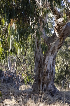 A large, mature eucalyptus tree with a textured, mottled trunk stands amidst a dry, grassy area. The foreground features hanging eucalyptus leaves, partially in shadow, while the background displays a mix of trees and undergrowth.