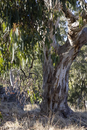 A large, mature eucalyptus tree with a textured, mottled trunk stands amidst a dry, grassy area. The foreground features hanging eucalyptus leaves, partially in shadow, while the background displays a mix of trees and undergrowth.