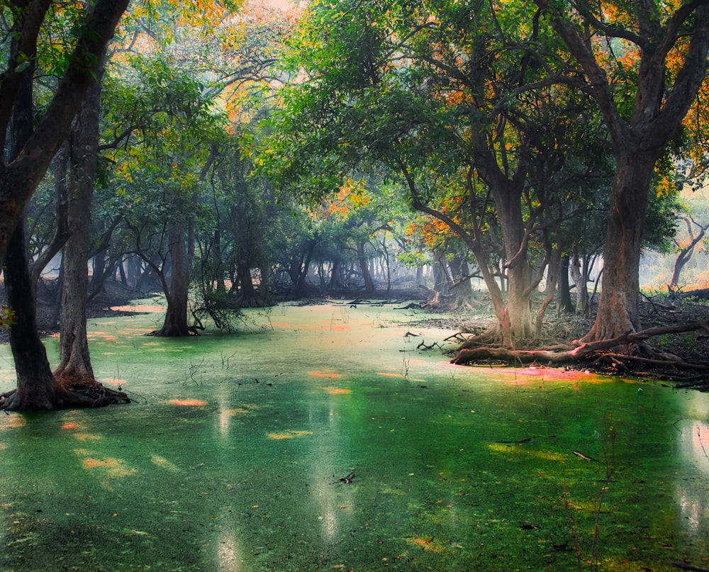 a painting of a swamp with trees in the background