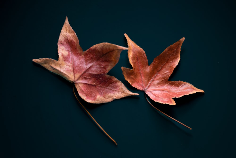 a couple of leaves that are on a table