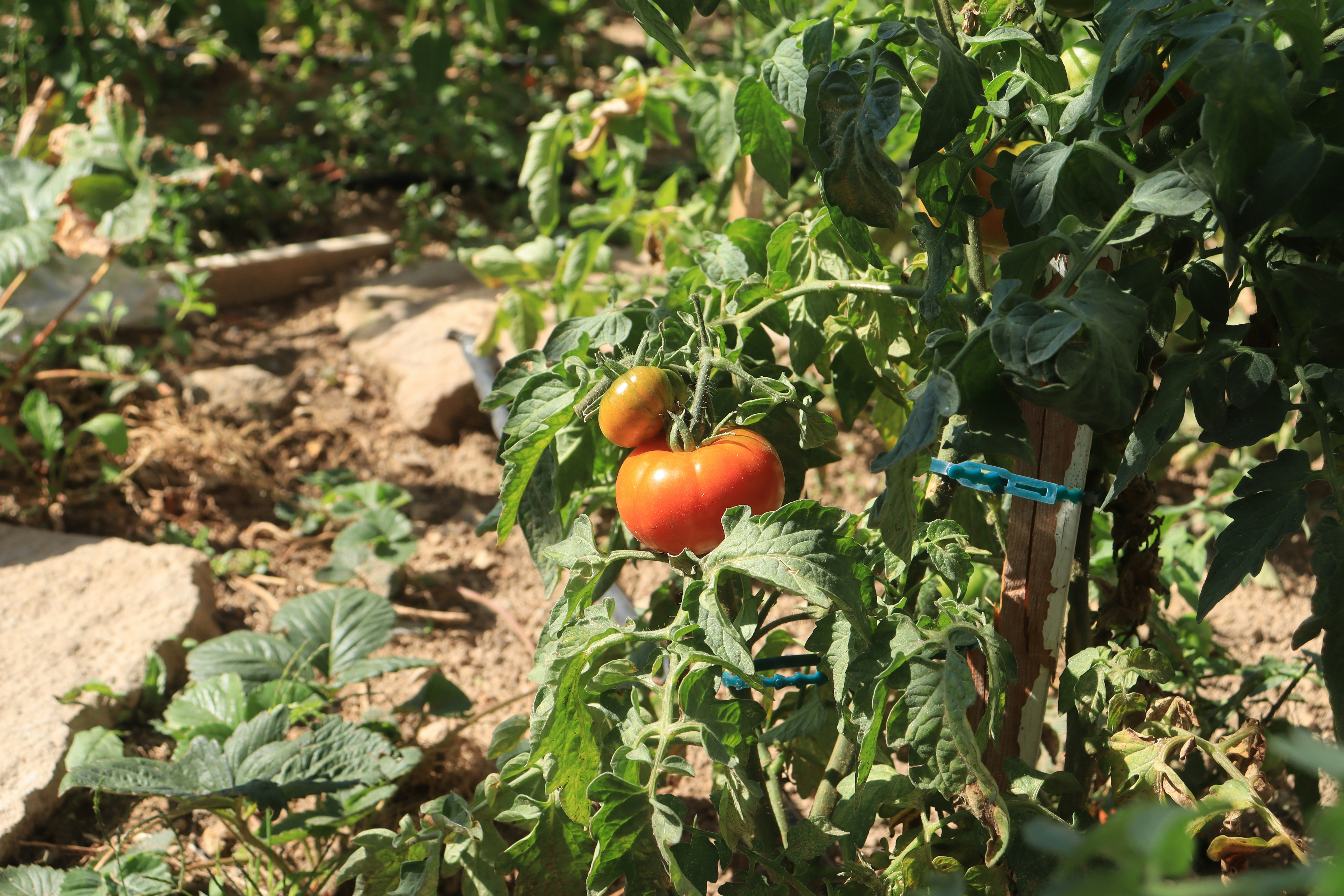 How to Prevent and Treat Blossom End Rot in Tomatoes