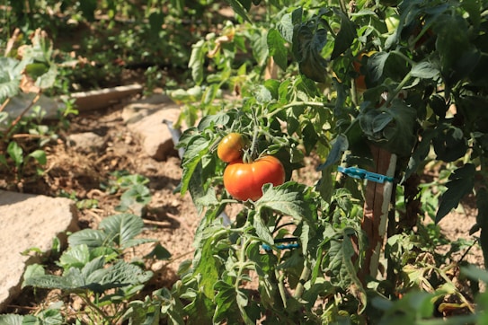 A garden scene with ripe red tomatoes hanging from lush green tomato plants. The plants are staked with blue garden clips for support. The soil is brown and appears dry, surrounded by what seems to be other garden vegetation and some stones.
