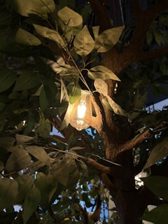 A light bulb is enclosed in a clear glass fixture, hanging among the branches and leaves of a tree. The illumination casts a warm glow, highlighting the green foliage and textured bark.
