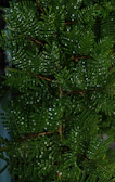 Close-up of a lush green fern with morning dew drops sparkling.
