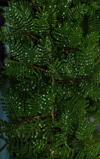 Close-up of a lush green fern with droplets of water on its leaves in soft morning light