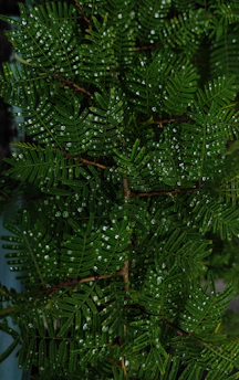 Close-up of a lush green fern with droplets of water on its leaves in soft morning light