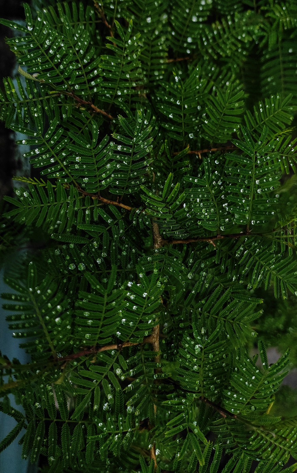 un primo piano di un albero con goccioline d'acqua su di esso