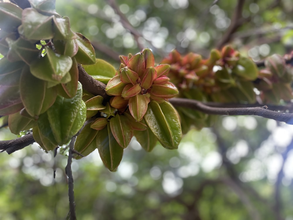 a close up of a tree branch with leaves