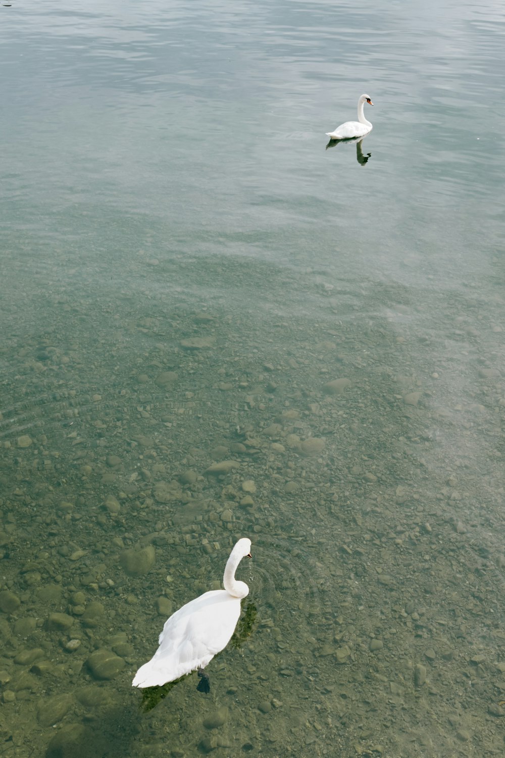 a couple of white swans floating on top of a lake