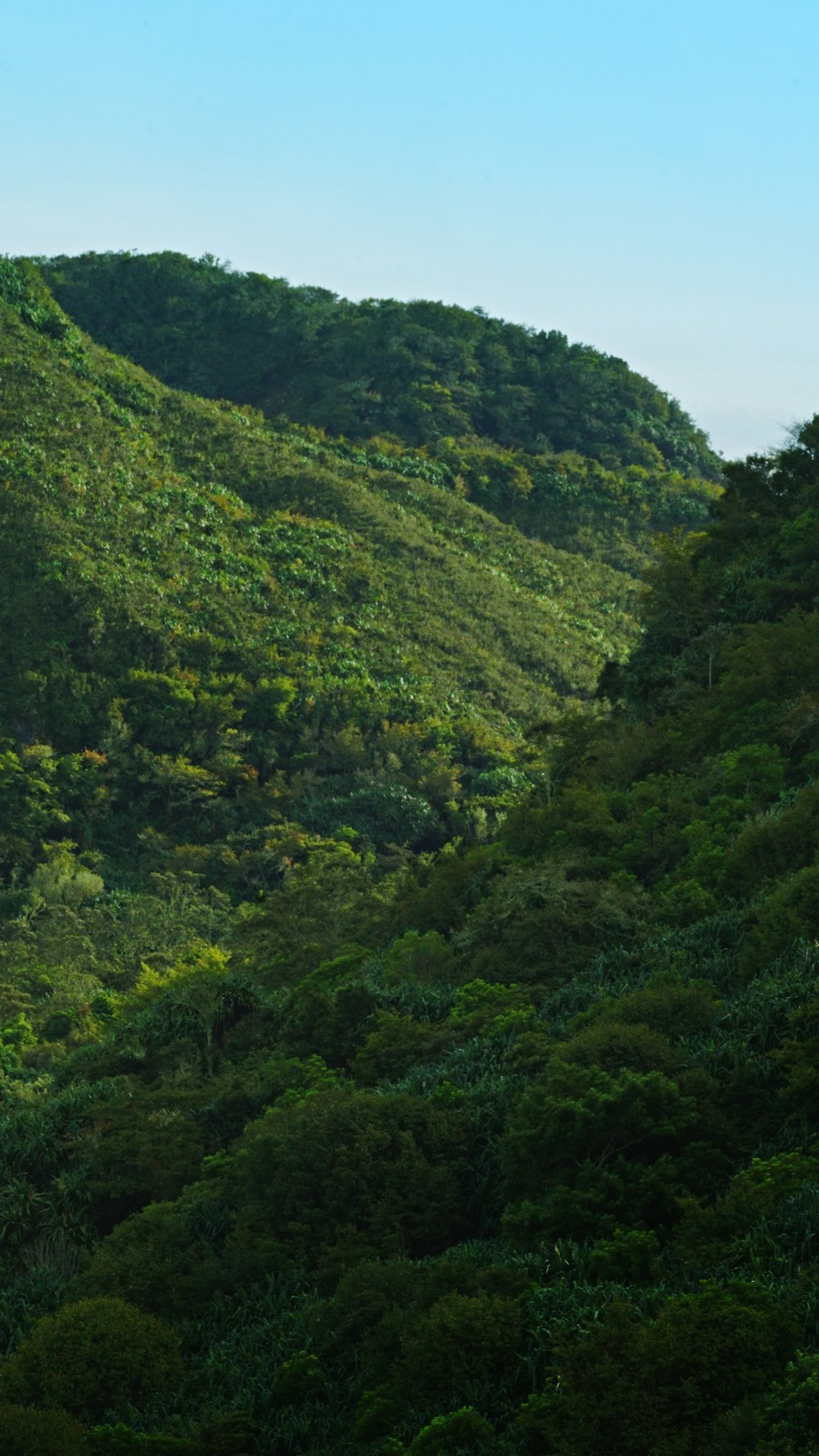 a large hill with trees on the side of it