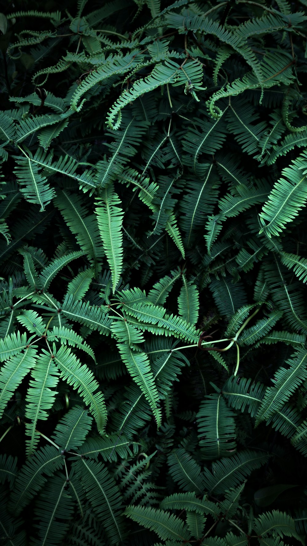 a close up of a bunch of green leaves