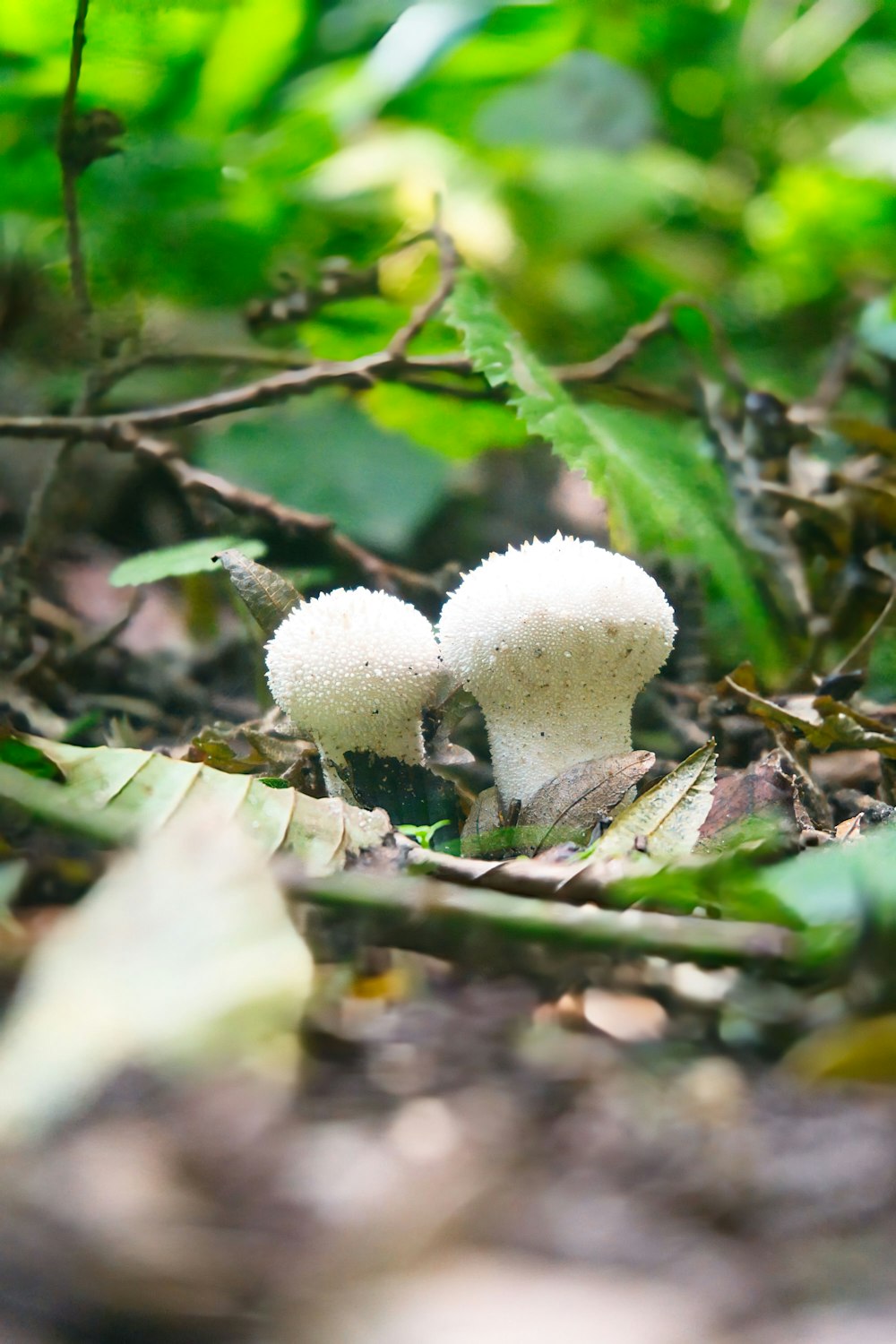 a couple of white mushrooms sitting on top of a forest floor