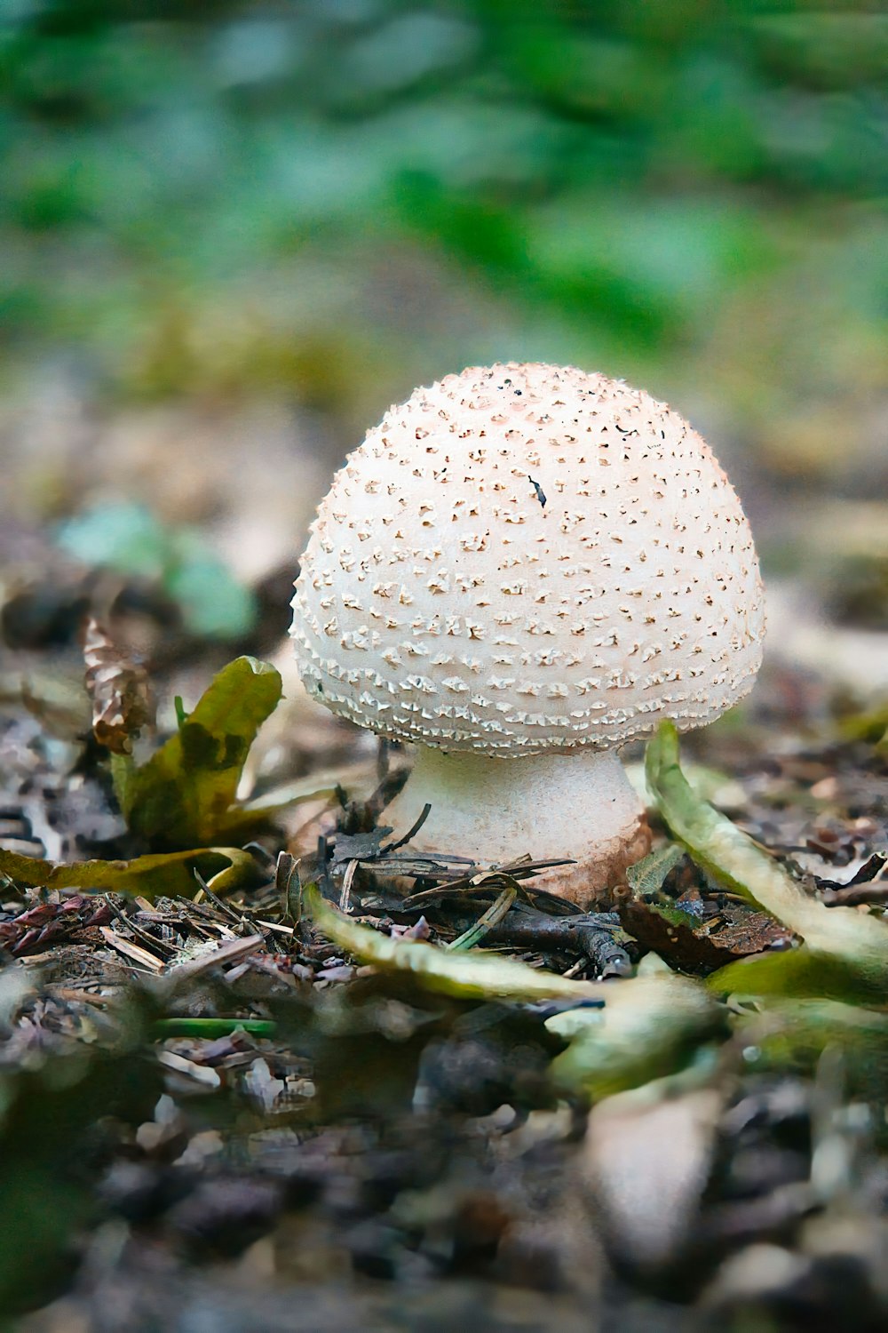 a small white mushroom sitting on the ground