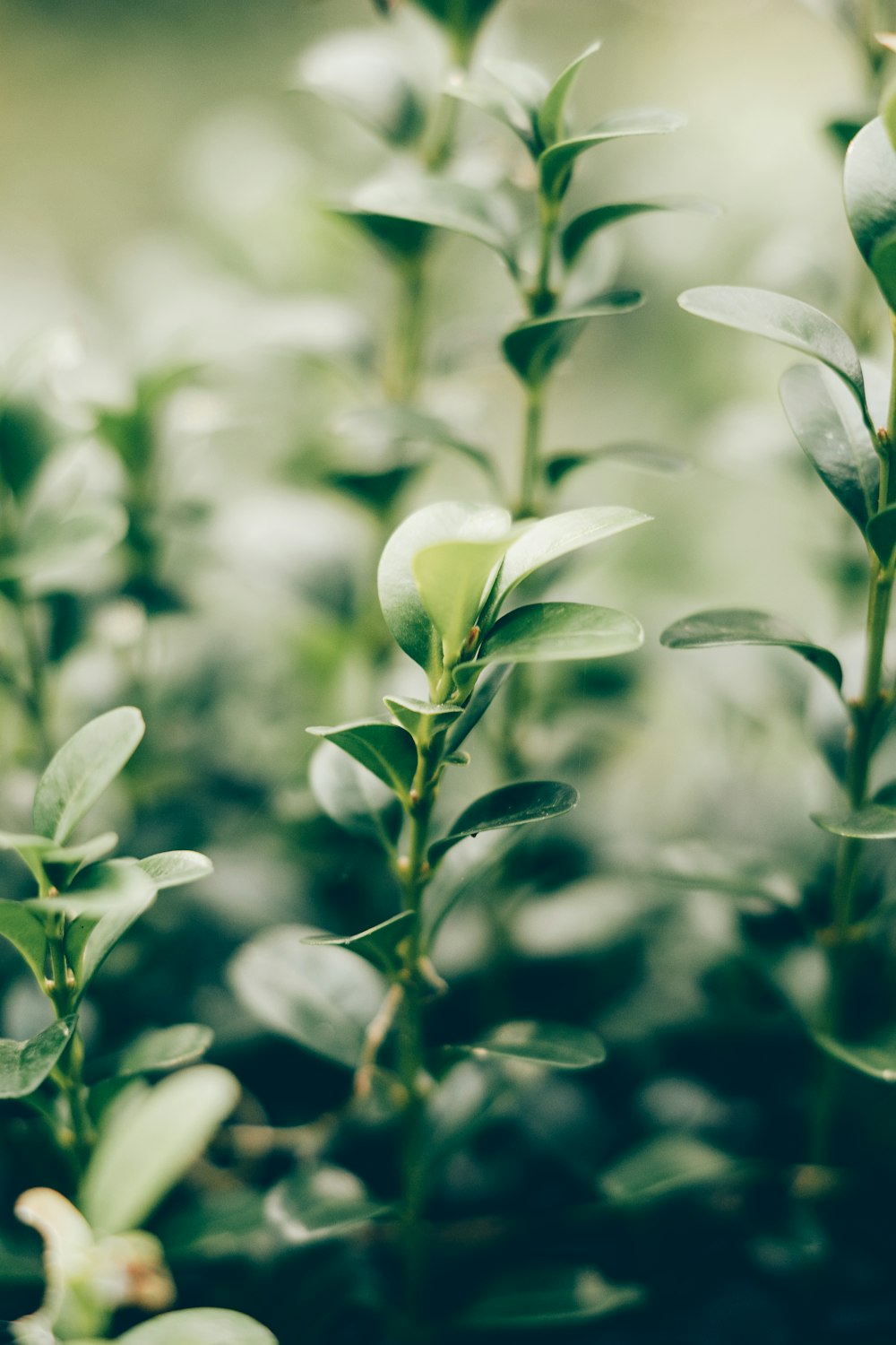 a close up of a plant with green leaves