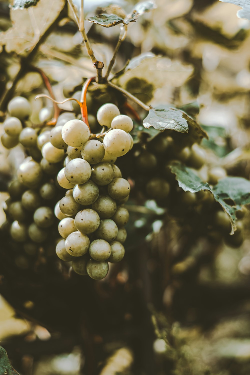 a bunch of grapes hanging from a vine