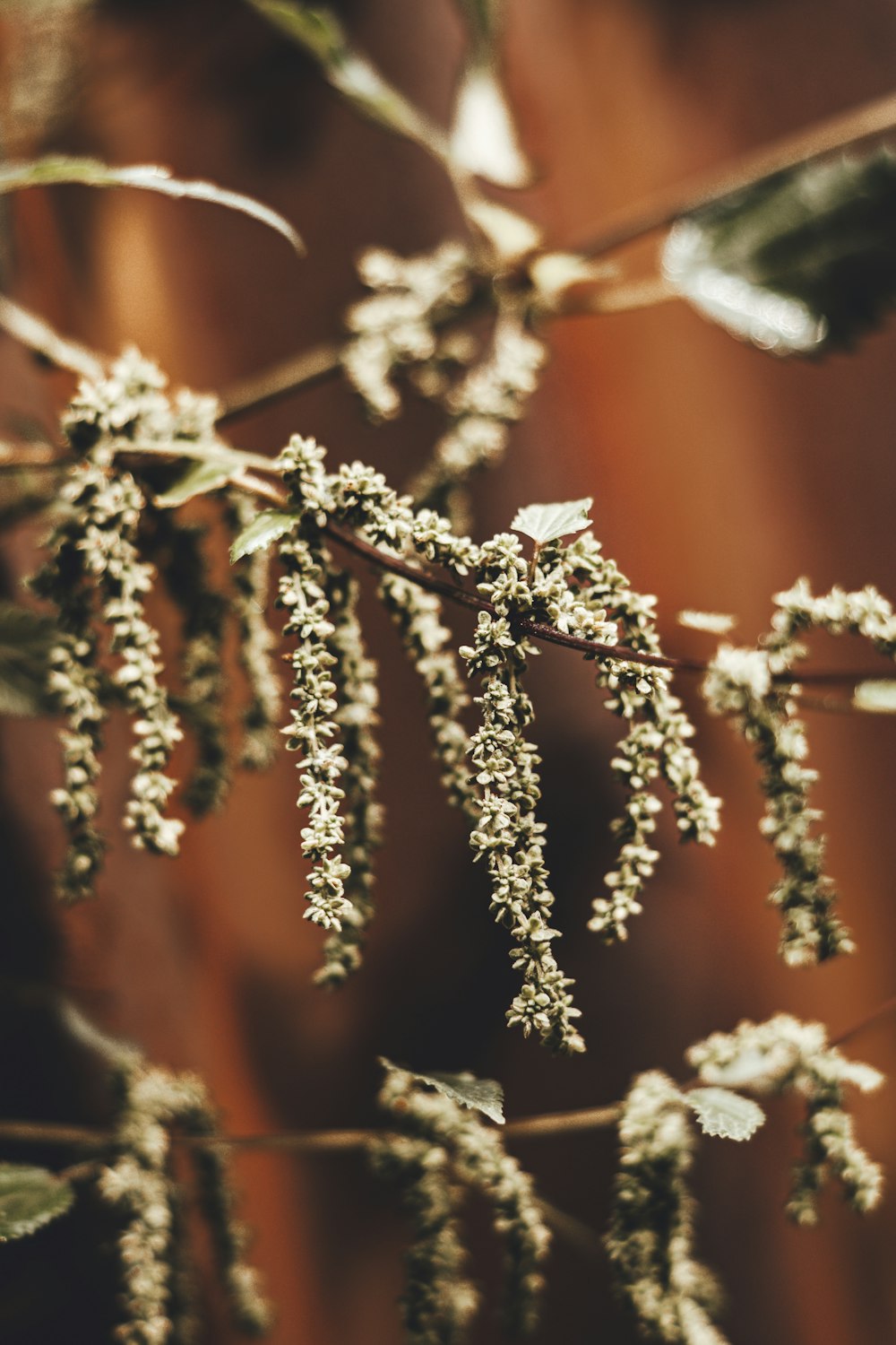 a close up of a plant with small flowers