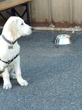 A happy dog wearing a trendy collar sitting beside a bowl filled with nutritious pet food.
