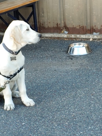 A happy dog wearing a trendy collar sitting beside a bowl filled with nutritious pet food.