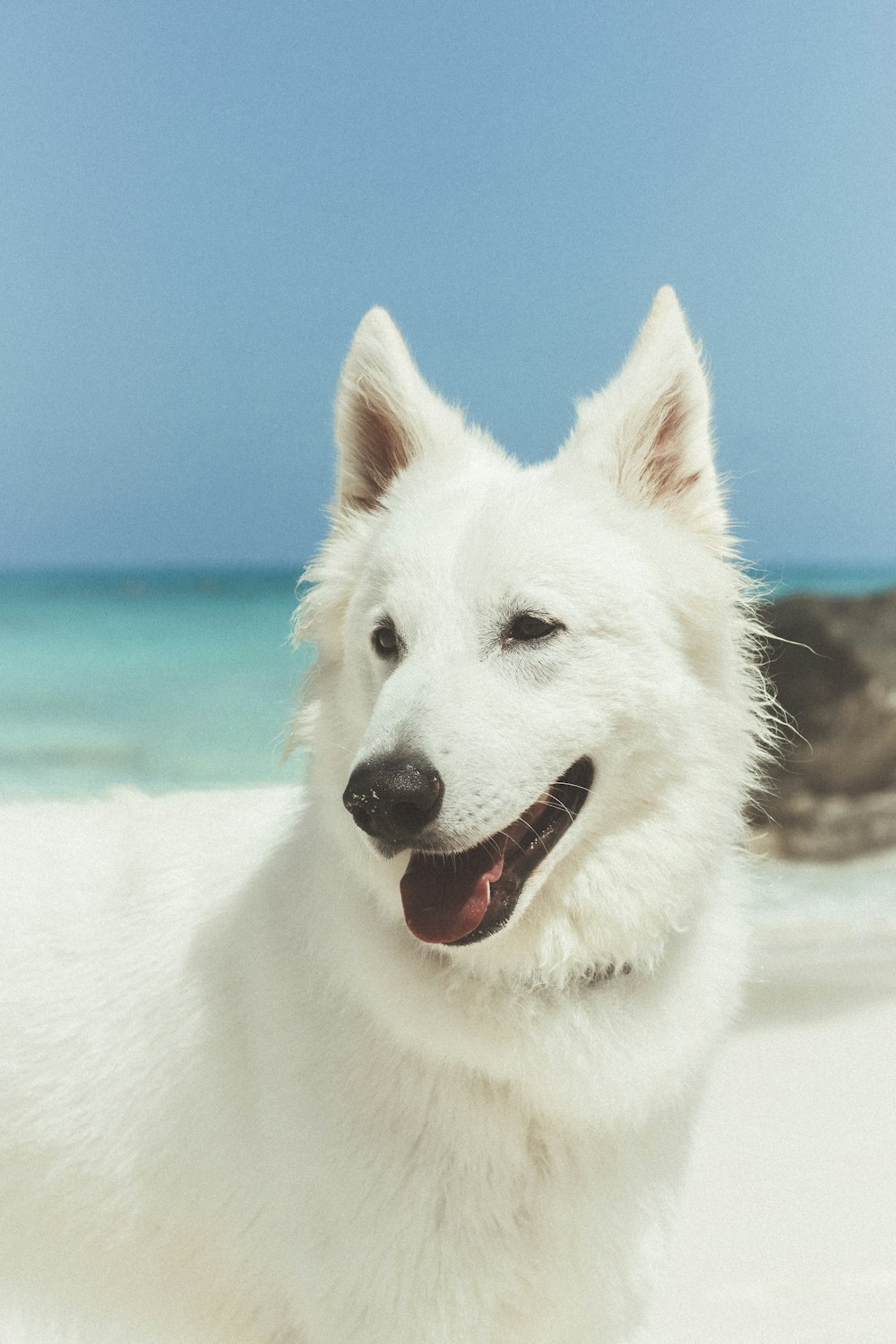 a white dog sitting on top of a sandy beach