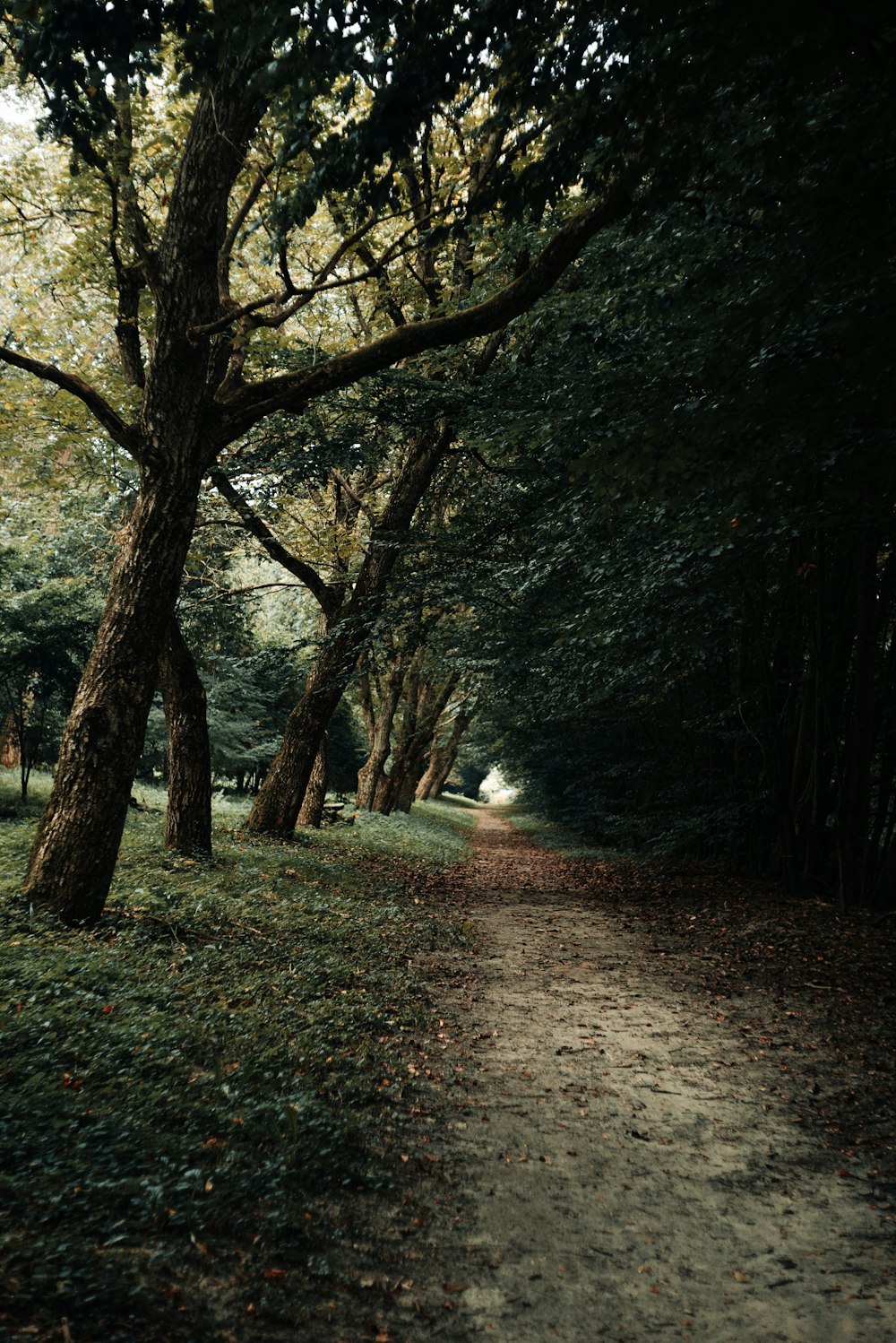 a path in the middle of a forest with lots of trees