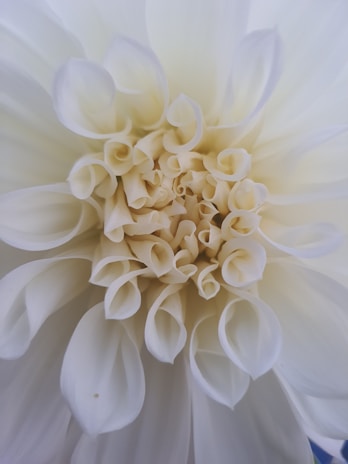 Close-up of delicate fabric textures and vibrant patterns from Dahlia's collection.