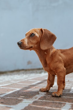 A small brown dachshund dog stands on a tiled surface, facing left. The dog has short tan fur, long floppy ears, and a pointed nose. The background features a light blue wall with a slight discoloration.
