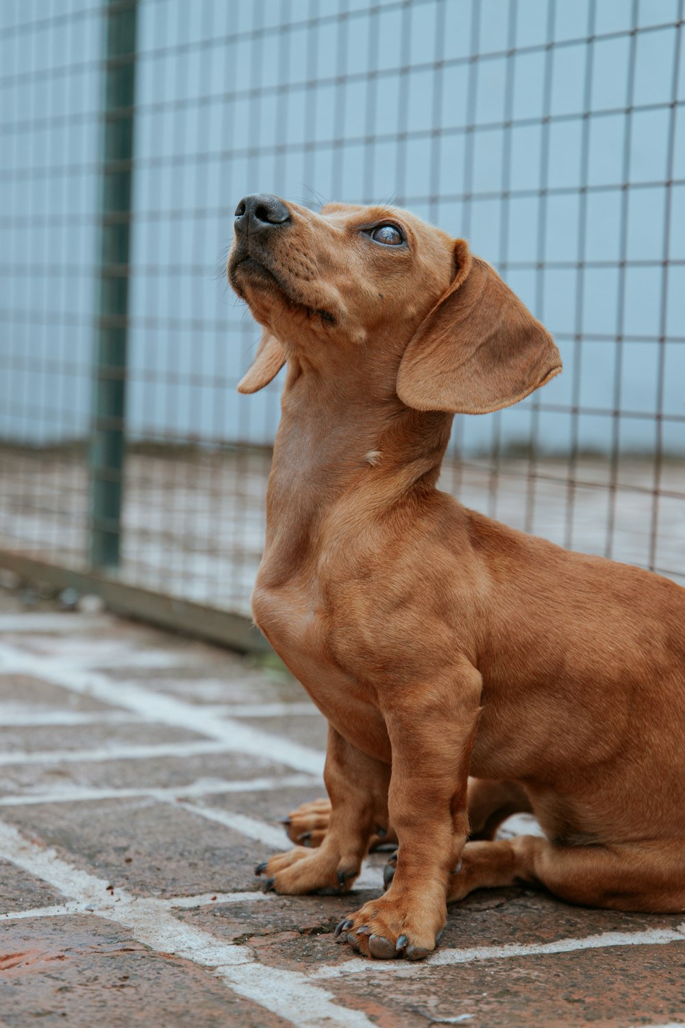 a brown dog sitting on the ground next to a fence