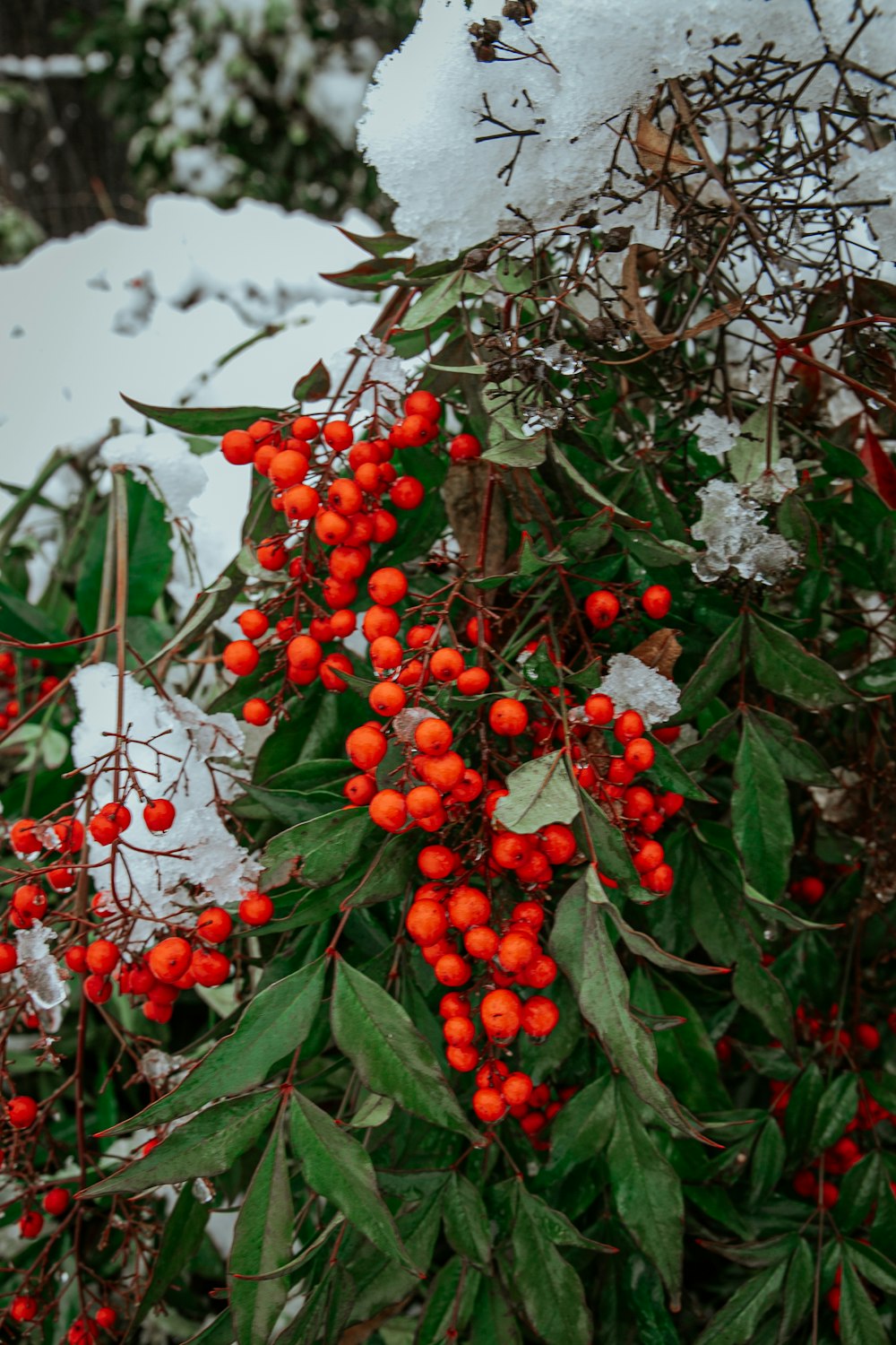 a bush with red berries in the snow