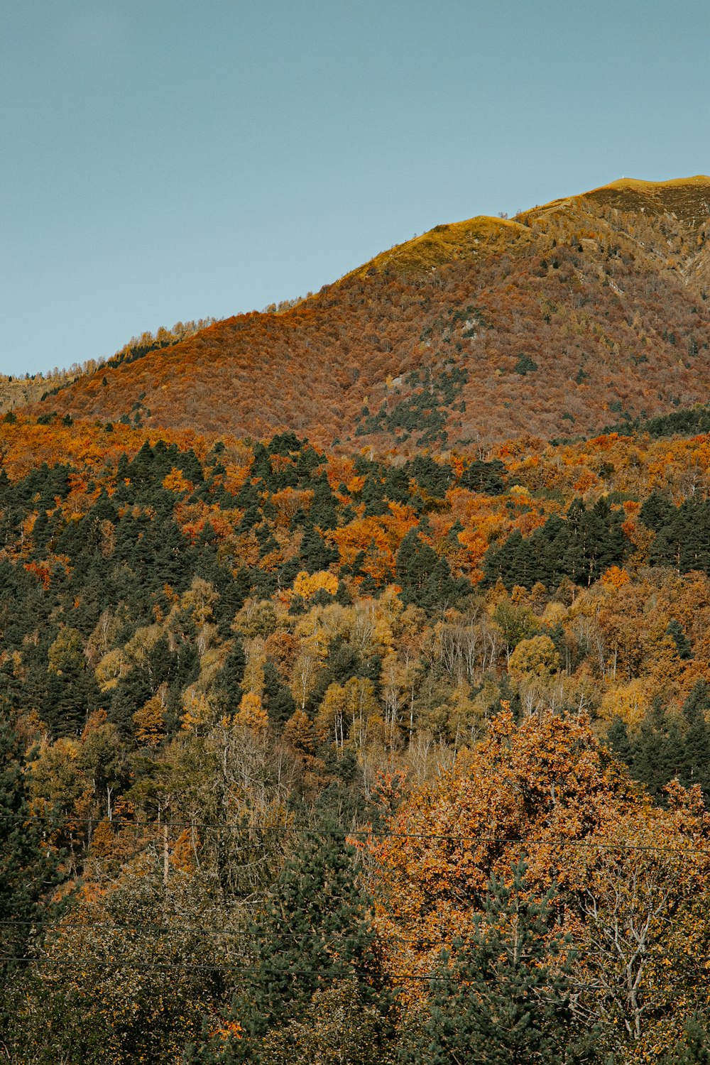 a mountain covered in lots of trees next to a forest