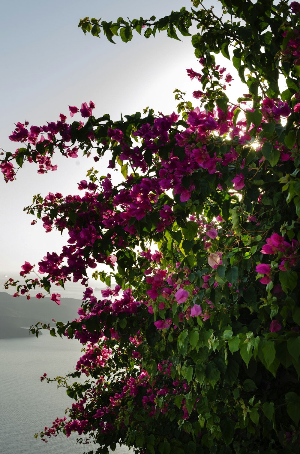 a view of a body of water through some flowers