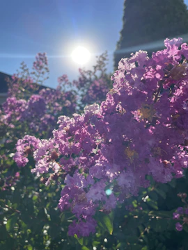 Bright garden with colorful flowers blooming under sunlight