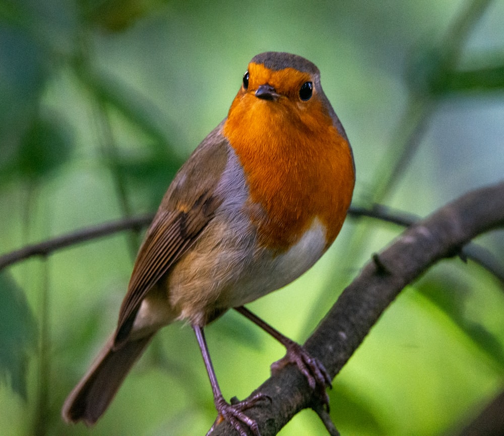 a small bird perched on a tree branch