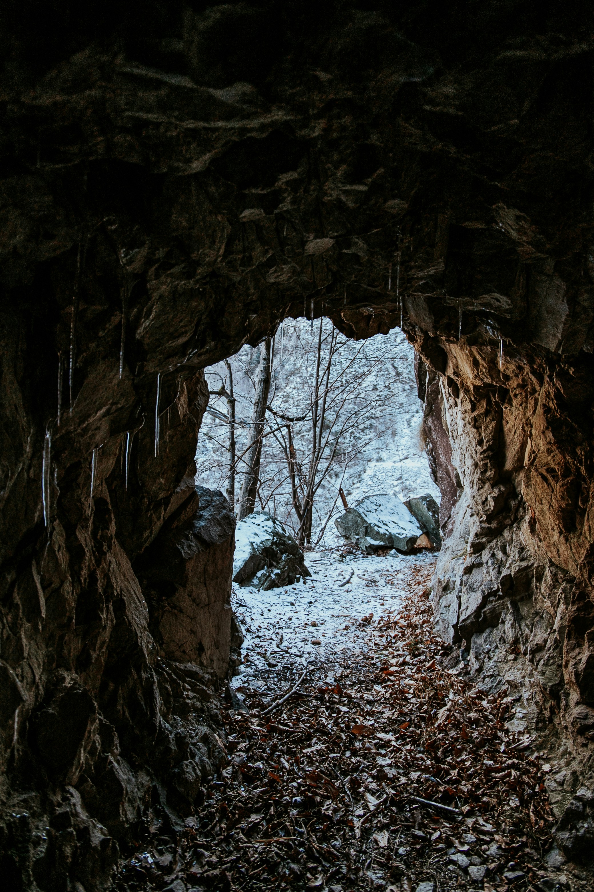 un ingresso della grotta con alberi e foglie sul terreno