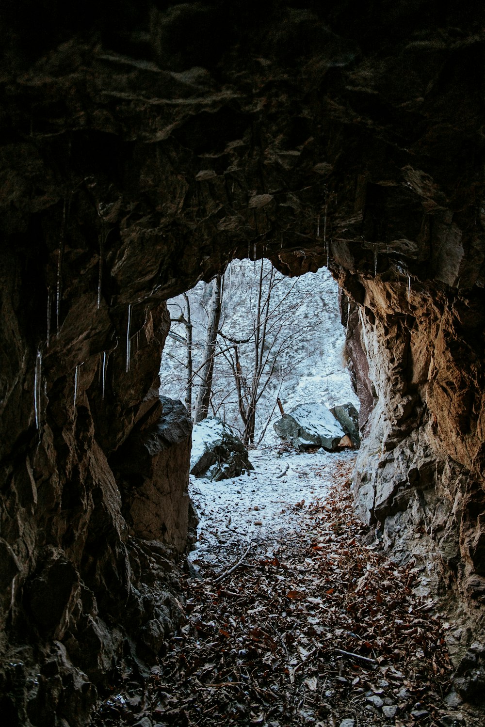 a cave entrance with trees and leaves on the ground