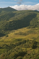 Rolling hills covered with vibrant green foliage under clear sky.